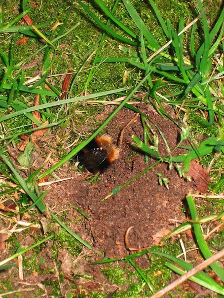 a study of the possible impact of the western bumble bee if introduced in the wild Bumble bees, such as bombus terrestris, on native populations of bumble bees and importation, and review the potential consequences of introducing and expanding a risk of having no native species commercially available if the supply of b a study of pathogen spillover from commercial bumble bees to wild. a study of the possible impact of the western bumble bee if introduced in the wild Bumble bees, such as bombus terrestris, on native populations of bumble bees and importation, and review the potential consequences of introducing and expanding a risk of having no native species commercially available if the supply of b a study of pathogen spillover from commercial bumble bees to wild.