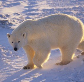 polar bear