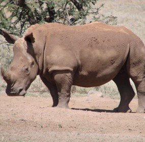 white rhino, kenya, wildlife, lewa, rhino