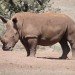 white rhino, kenya, wildlife, lewa, rhino
