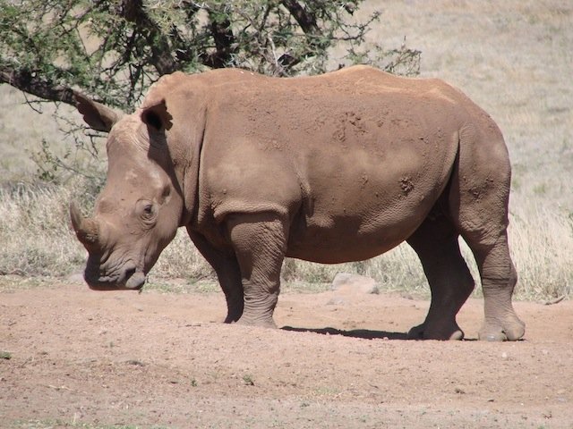 white rhino ranger