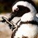 penguin feathers wing