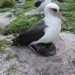laysan albatross fws oldest laysan albatross with baby