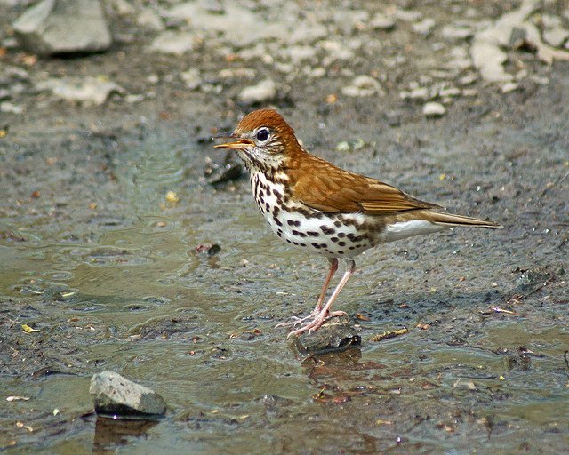 wood_thrush_fc_gregs_always_catchin_up