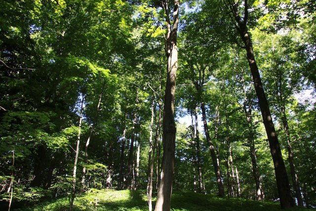 Wood Thrush habitat forest Wood Thrush habitat forest