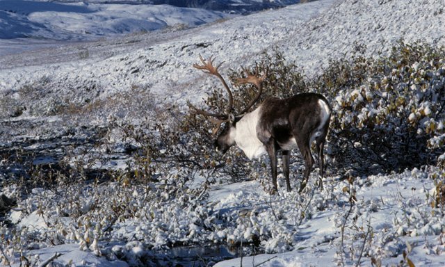 woodland caribou woodland caribou