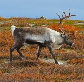 woodland_caribou_walking