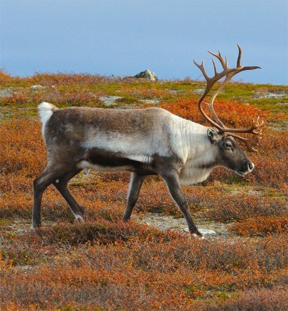baby woodland caribou