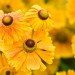 Sneezewort