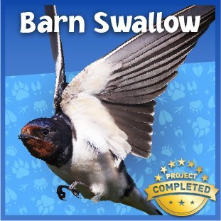 Barn Swallow Earth Rangers Where Kids Go To Save Animals
