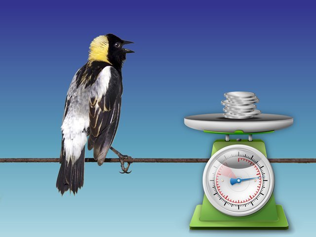 0F bobolink weight