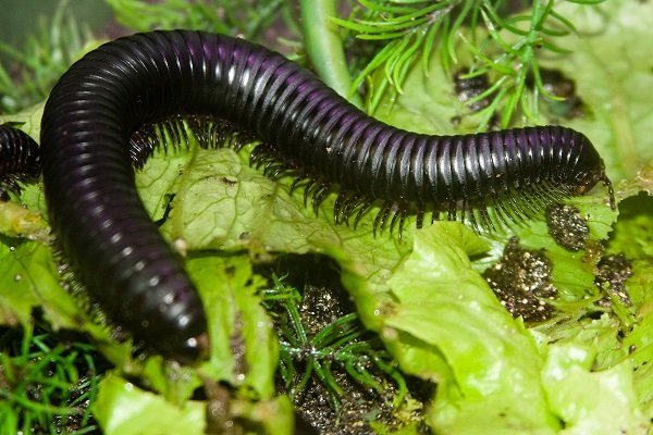 African Giant Millipede