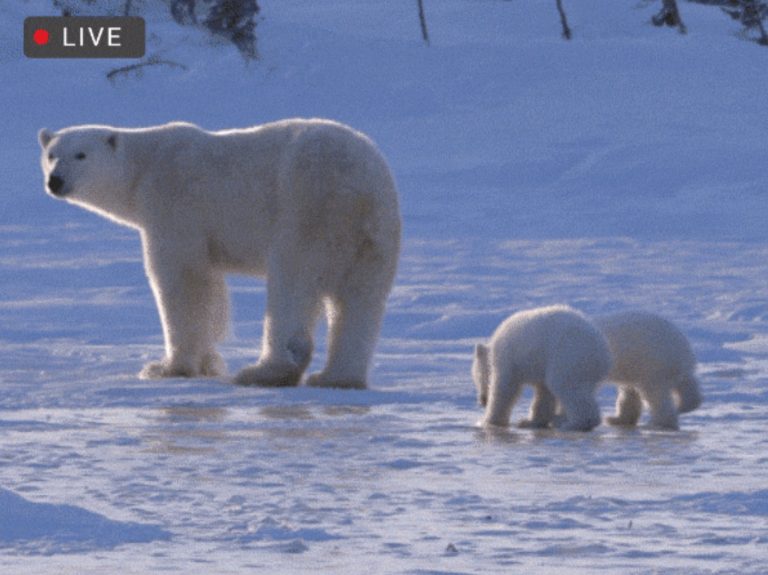 Eco-Activity: Wildlife at Home!