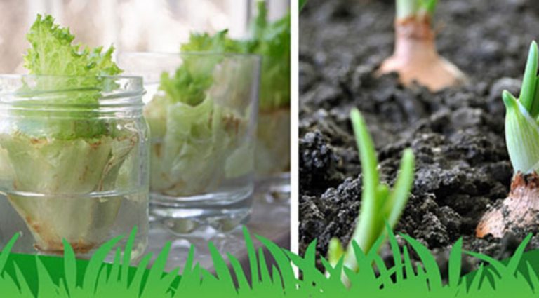 Eco-Activity: Kitchen scrap crops