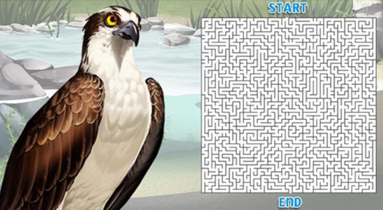 Eco-Activity: Osprey’s a-MAZE-ing Journey