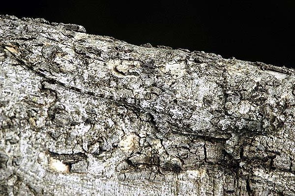 Animal Camouflage 9