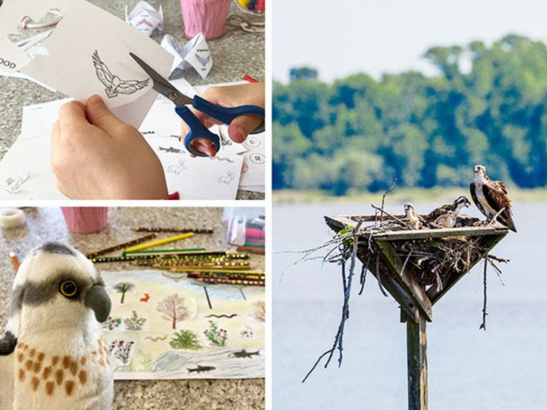 Eco-Activity: Become an osprey habitat architect!