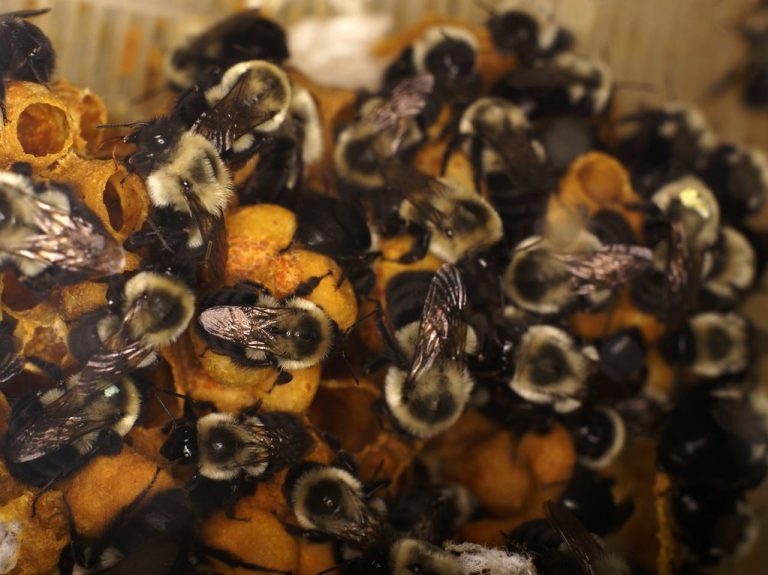 A Jumble of Bumble