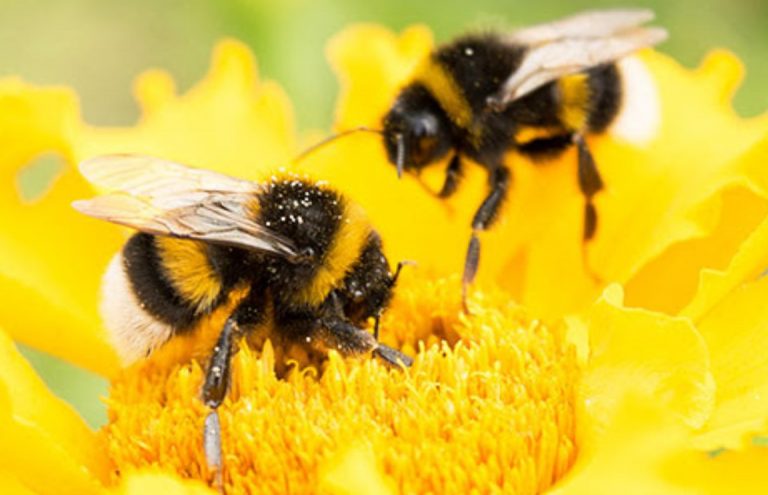 The Bumblebee Lifecycle