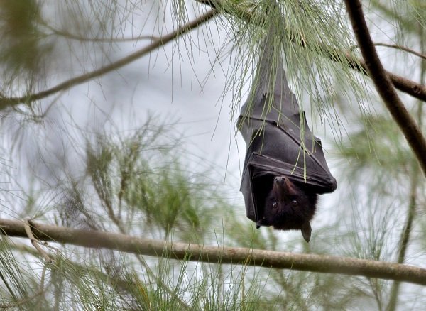 Black Flying Fox (Pteropus alecto)