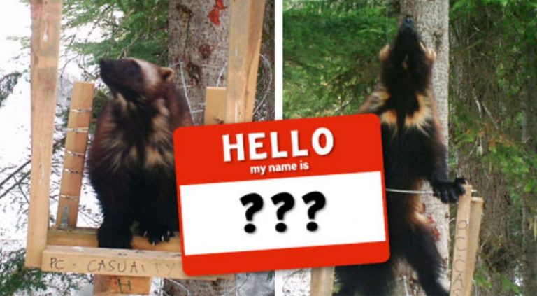Eco-Activity: Name these Wolverines!