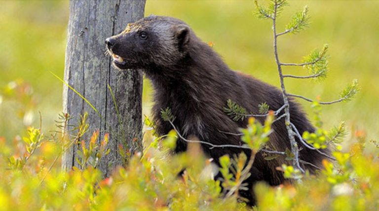 Eco-Activity: Wondering wolverine words