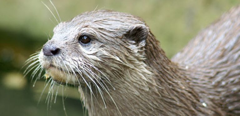 Eco-Activity: You otter meet our next animal of the week