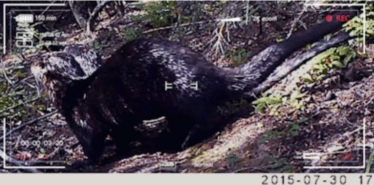 Eco Activity: Otter’s eye view