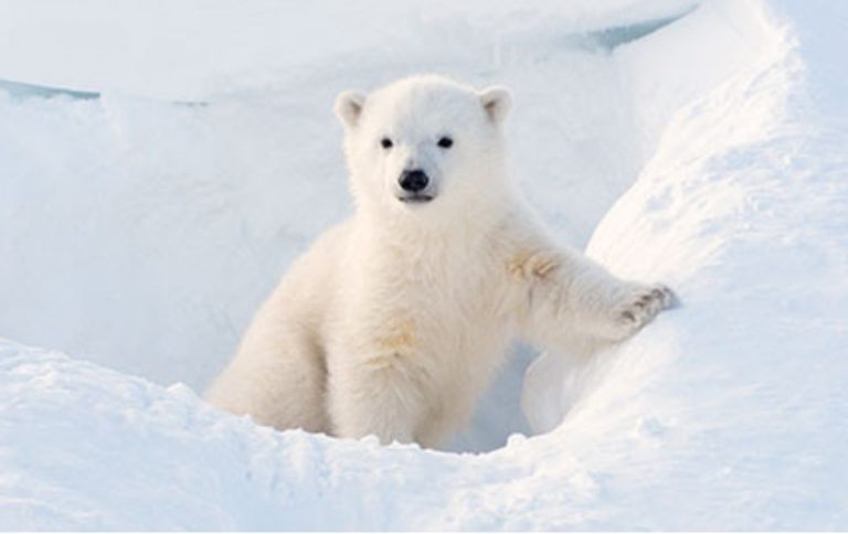 Eco-Activity: Polar word puzzle!