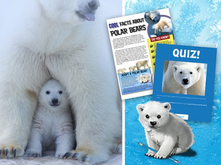 Eco-Activity: Polar pop quiz!