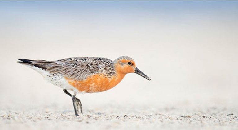 Eco-Activity: Meet the Red Knot!
