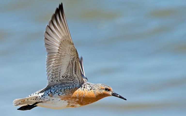 Eco-Activity: Red Knot flight plan