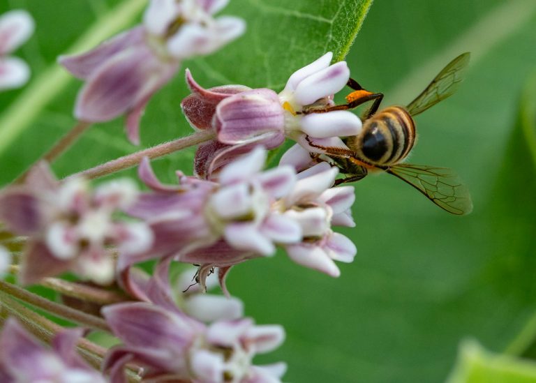 Buzzing and Fluttering Friends