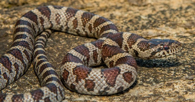 Eco-Activity: Eastern Milksnake colour and quiz