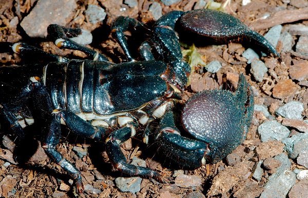 Emperor Scorpion