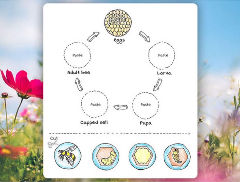 Eco-Activity: Get the buzz on bee facts