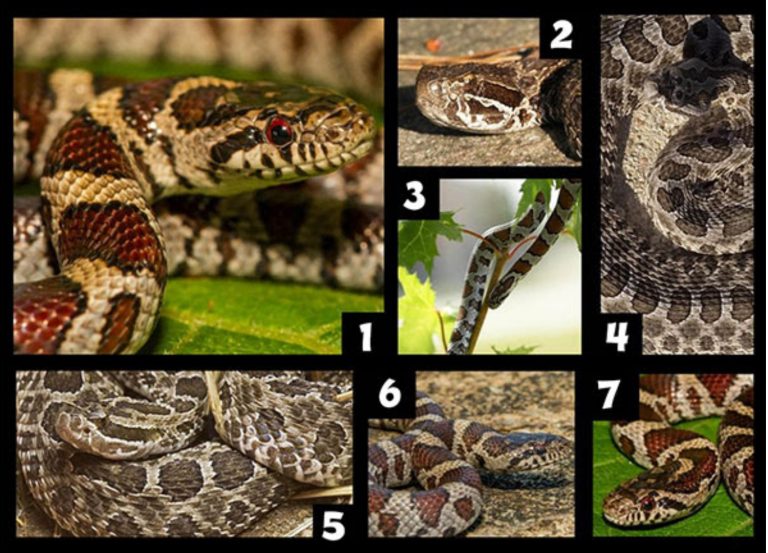 Eco-Activity: Venomous or Harmless? A Dangerous Game!