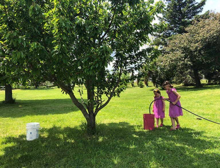 Eco-Activity: Tree bucket buddy