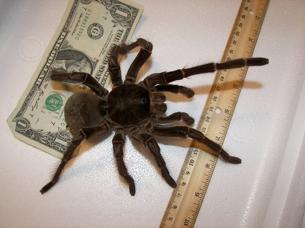 goliath bird eater spider Theraphosa blondi