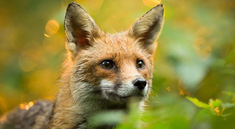 Eco-Activity: Introducing the red fox!