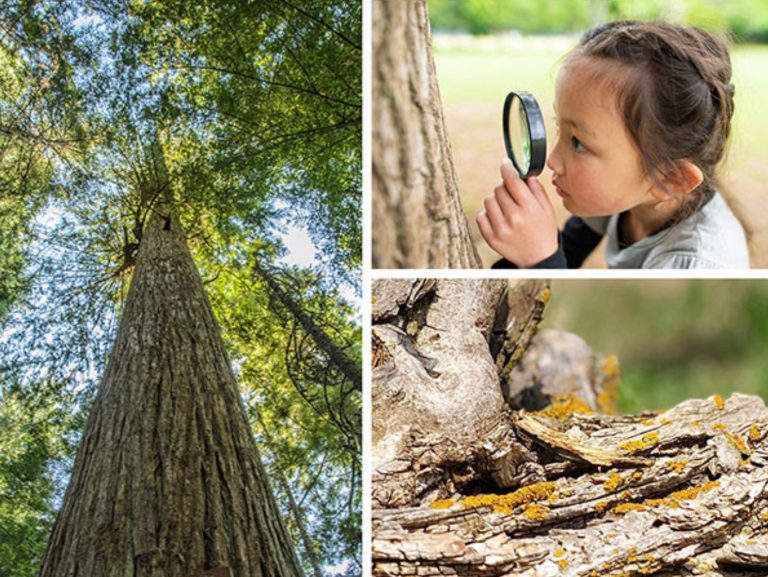 Eco-Activity: Arborist for an hour