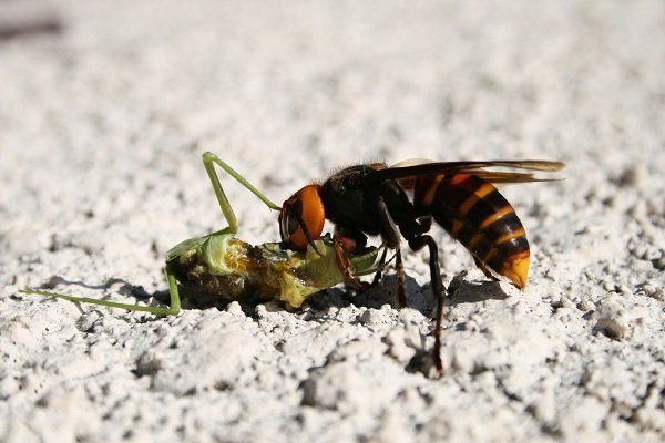 Wasp