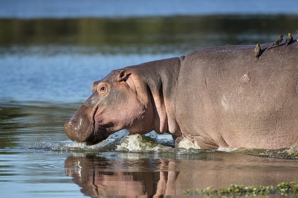 hippo