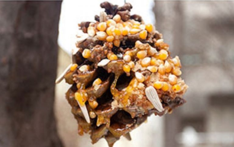 Eco-Activity: Pinecone bird feeders