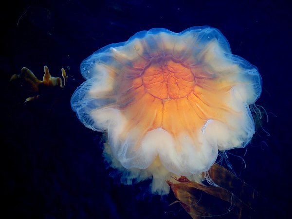 Lion’s Mane Jellyfish