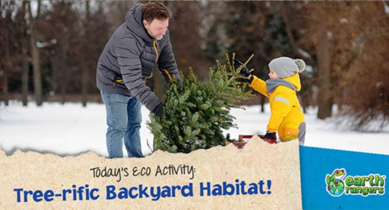 Eco-Activity: Tree-rific backyard habitat