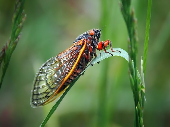 Quiz: How much do you know about insects?