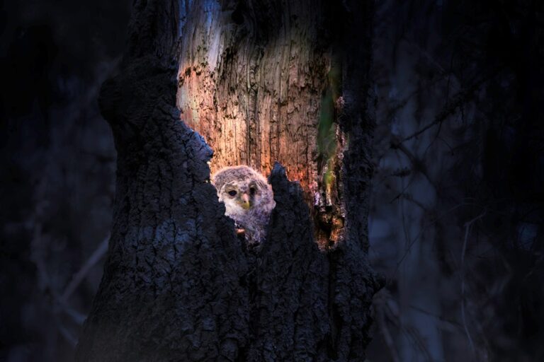 How do owls see in the dark?