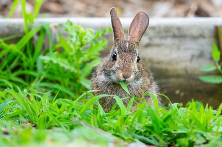 Act Like An Animal, Act Like a Hero!