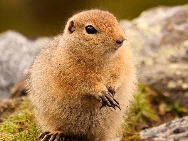 ATK-Arctic-Ground-Squirrel